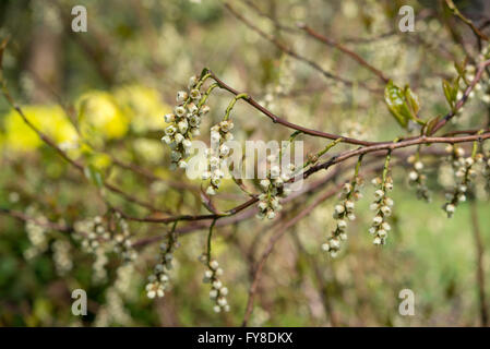 Stachyurus praecox. Un arbusto insolita fioritura in primavera. Appendere fiori di giallo verdolino. Foto Stock