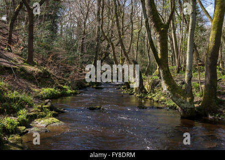 Una soleggiata giornata di primavera nella valle di Rivelin vicino a Sheffield. Foto Stock