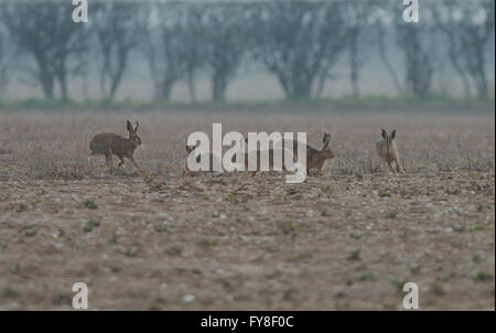 Un branco di marrone lepri- Lepus europaeus durante il corteggiamento. Molla. Regno Unito Foto Stock