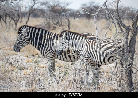 Mare e foal, Zebra di Plain, gara di Burchell, Etosha National Park, Namibia Foto Stock