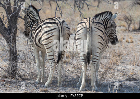 Zebra di Plain, gara di Burchell, in piedi all'ombra, Etosha National Park, Namibia Foto Stock