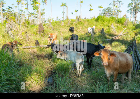 Mucche in pascolo bestiame tagliato fuori della foresta pluviale in L'Amazzonia ecuadoriana Foto Stock