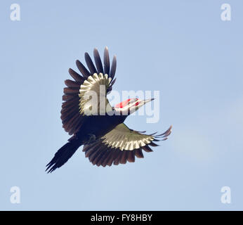 Maschio Picchio Pileated in volo Foto Stock