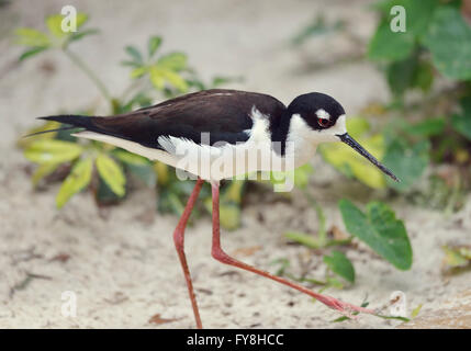 Nero a collo Stilt in Florida zone umide Foto Stock