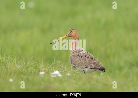 Un nero-tailed godwit (Limosa limosa) appena tornati per questa stagione e passeggiate eleganti su terreno coltivato con pomeriggi di sole in fro Foto Stock