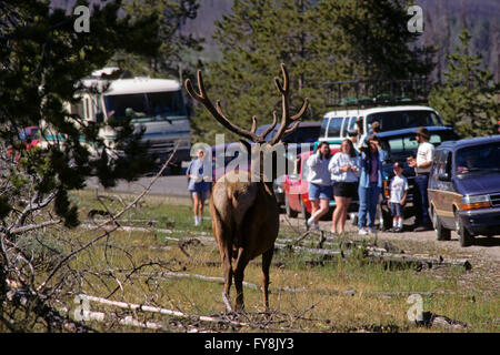 Bull wapiti elk (Cervus elaphus canadensis) e di turisti nel Parco Nazionale di Yellowstone, Wyoming USA, America del Nord Foto Stock
