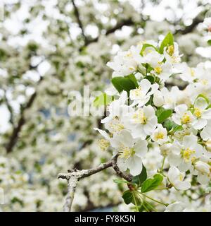 Fiori di colore bianco di un crabapple prunus albero in primavera Foto Stock