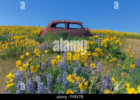 Abbandonato rusty vecchia auto tra di lupino e fiori selvatici Balsamroot presso la Columbia Hills parco dello Stato nello Stato di Washington durante la primavera Foto Stock