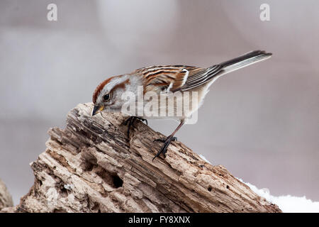 Song sparrow bird arroccato su marcio tronco di albero Foto Stock