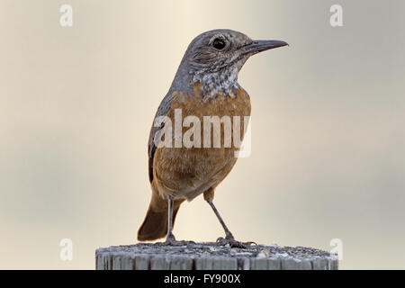 Femmina, corto-toed Rock Thrush, Monticola brevipes, Etosha National Park, Namibia Foto Stock