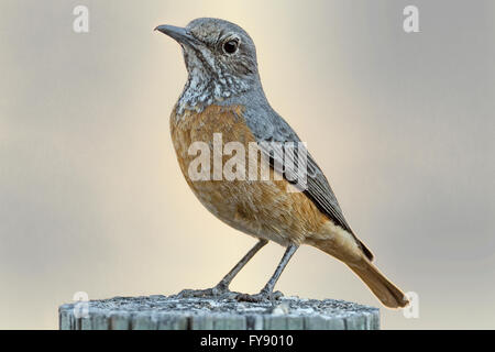 Femmina, corto-toed Rock Thrush, Monticola brevipes, Etosha National Park, Namibia Foto Stock