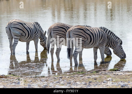 Plain's Zebra, Burchell's Race, bevi al waterhole, al Parco Nazionale di Etosha, Namibia Foto Stock