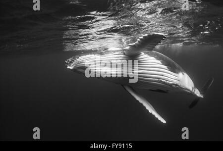 Humpback Whale calf giocando sulla superficie, Tonga. Foto Stock