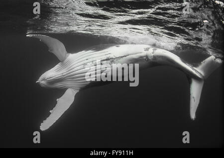 Humpback Whale calf giocando sulla superficie, Tonga. Foto Stock