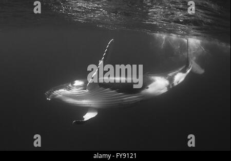 Humpback Whale calf giocando sulla superficie, Tonga. Foto Stock