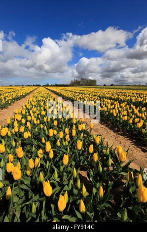 Vicino a King's Lynn, Norfolk, Inghilterra, Regno Unito. Il 23 aprile 2016. Colori luminosi in un campo di tulipani vicino a King's Lynn. Credito: Stuart Aylmer/Alamy Live News Foto Stock