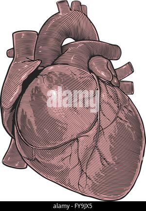 Cuore umano nel vintage stile di incisione Illustrazione Vettoriale