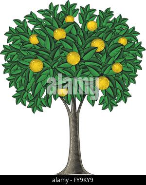 Alberi da frutto in stile di incisione Illustrazione Vettoriale