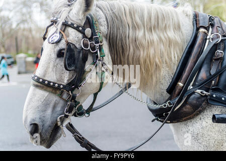 New York, NY - 31 Marzo 2016 - bianco carrello cavallo su Central Park South attende i clienti. ©Stacy Rosenstock Walsh Foto Stock