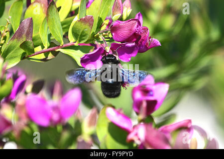 Carpenter bee su polygala blossom fioritura in Italia mostra blue wings xylocopa apidae api Foto Stock