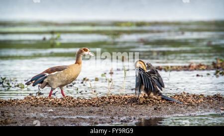 African darter e oca egiziano nel parco nazionale di Kruger, Sud Africa ; Specie Anhinga rufa famiglia di Anhingidae Foto Stock