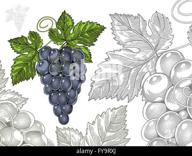 Vino rosso uva nel vintage stile di incisione Illustrazione Vettoriale