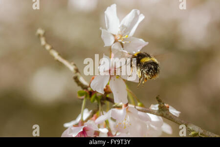 Inizio Bumblebee (Bombus pratorum) alimentazione sul fiore di ciliegio Foto Stock