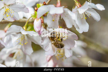 Western miele delle api (Apis mellifera) alimentazione sul fiore di ciliegio Foto Stock