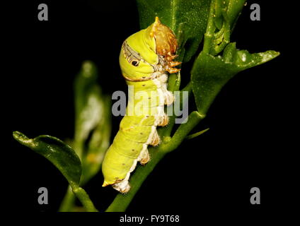 Caterpillar di lime o di limone butterfly, papillio demoleus, alimentazione su una foglia di lime. Foto Stock