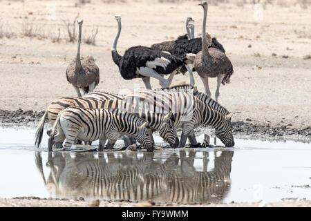 Zebra di Plain (la razza di Burchell) e struzzi maschi (neri) e femmine (marroni) in una buca d'acqua, Etosha National Park, Namibia Foto Stock