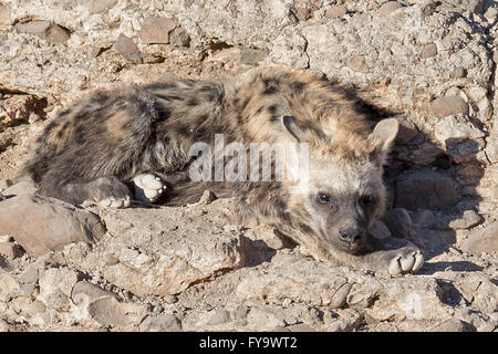 Avvistato Hyena aka Laughing hyena, cuccioli a den, Damaraland, Namibia Foto Stock