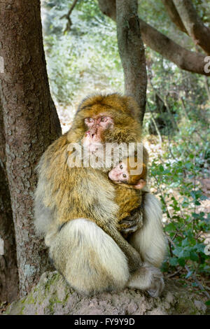 Barbary Macaque (Macaca sylvanus) con giovani, Ifrane National Park, Marocco Foto Stock