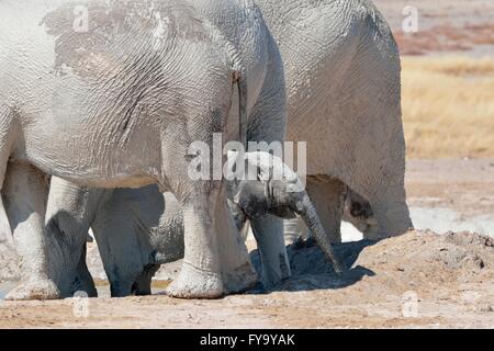 Elefante africano baby (Loxodonta africana), sul retro della mandria, ricoperte di fango, a Newbroni waterhole Foto Stock