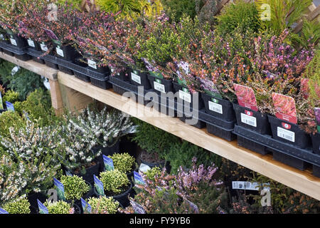 Vassoi colorati di piante alpine e di erica in vendita sugli scaffali esposti in un centro giardino nel Warwickshire, Inghilterra, Regno Unito. Foto Stock