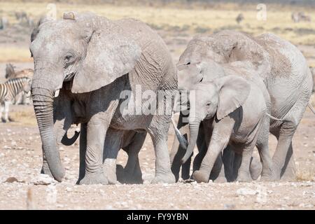 Branco di elefanti africani (Loxodonta africana), coperto di fango, il Parco Nazionale di Etosha, Namibia Foto Stock