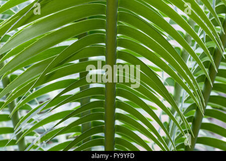 Dioon gigante, o gomma Palm (Dioon spinulosum), nativo di Messico Foto Stock