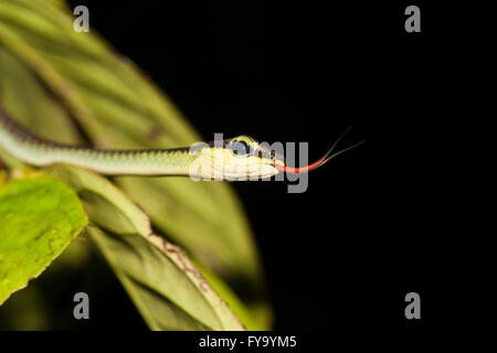 Elegante bronzo-back snake (Dendrelaphis formosus) scorrere la linguetta rossa, Kinabatangan, Sabah Borneo, Malaysia Foto Stock