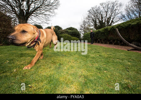 Salvataggio cane Kai Shar mix di PAE Foto Stock