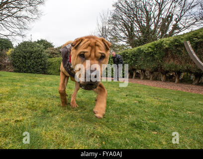 Salvataggio cane Kai Shar mix di PAE Foto Stock