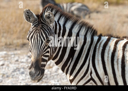 Zebra di Plain, gara di Burchell, crepuscolo, Parco Nazionale di Etosha, Namibia Foto Stock