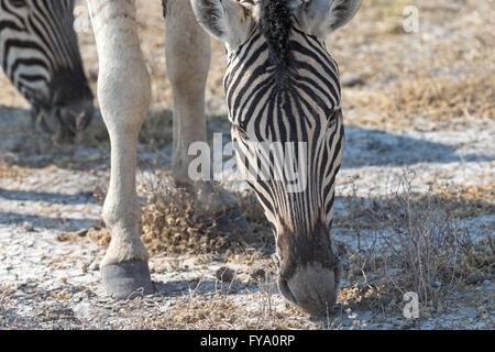 La Zebra di Plain, la gara di Burchell, il Parco Nazionale di Etosha e la Namibia Foto Stock