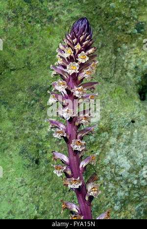 Ivy Succhiamele prataiolo (Orobanche hederae Duby), Monterano Riserva Naturale Regionale, Canale Monterano, Lazio, Italia Foto Stock