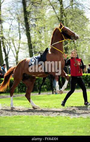 La Polonia. 24 Aprile, 2016. Racing, cavallo, Partynice Wroclaw, Polonia, aprire la stagione 2016, Wroclaw, Dolnoslaskie, partynice, Polonia, Foto Stock