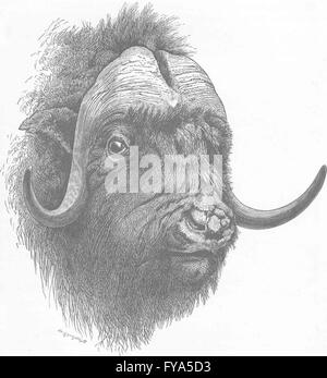 Vacche: testa di toro muschio-ox, antica stampa 1894 Foto Stock