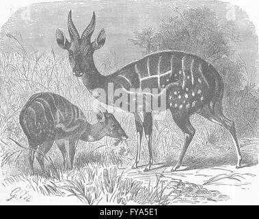 Ungulati: Maschio e femmina, guib antica stampa 1894 Foto Stock