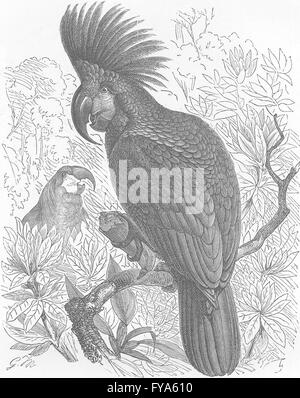 Uccelli: Gt black cockatoo, con cresta costruito , antica stampa 1895 Foto Stock