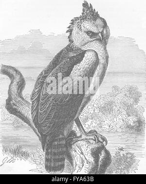 Uccelli: Guianan arpia-eagle, antica stampa 1895 Foto Stock