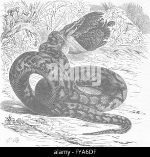 Uccelli: africano python deglutizione uccello , antica stampa 1896 Foto Stock