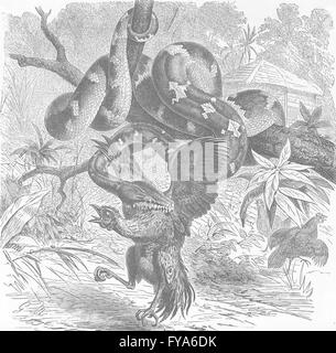 Cani: Dog-intitolata albero-boa, antica stampa 1896 Foto Stock