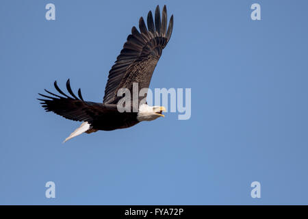 Un Americano aquila calva battenti intorno su una bella giornata. Foto Stock